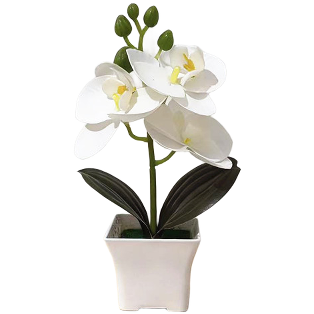 Plastic Phalaenopsis Orchid Fl - đánh giá và giá Bonsai Garden Set Up