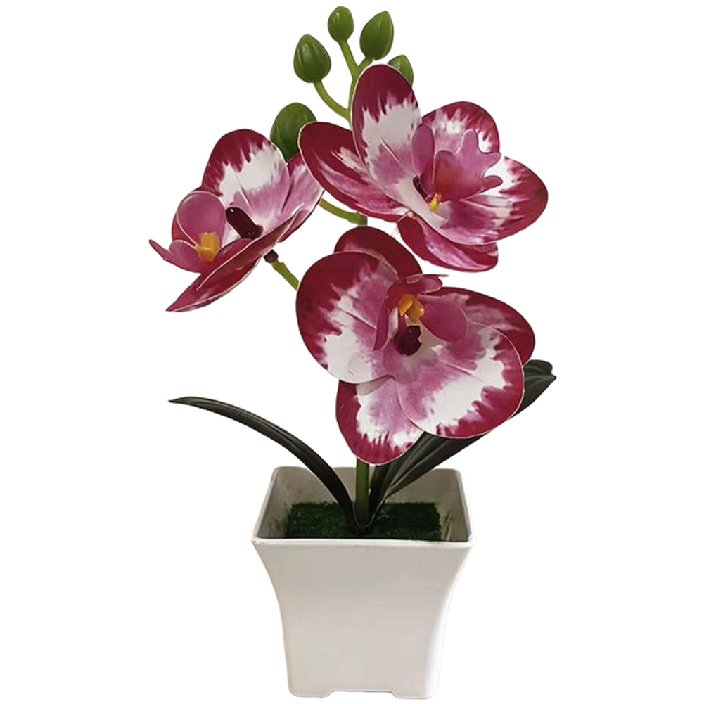 Plastic Phalaenopsis Orchid Fl - đánh giá và giá Bonsai Garden Set Up