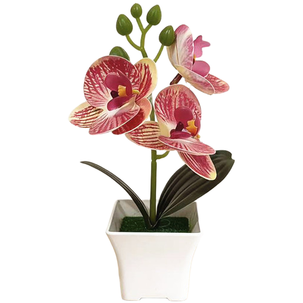 Plastic Phalaenopsis Orchid Fl - đánh giá và giá Bonsai Garden Set Up
